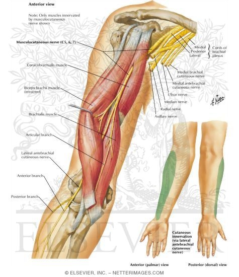 Musculocutaneous Nerve