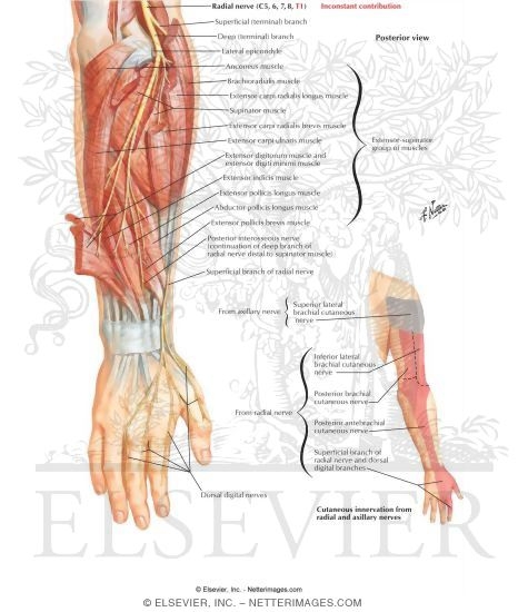 Radial Nerve in Forearm