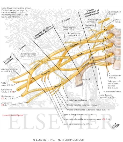 Brachial Plexus: Schema
