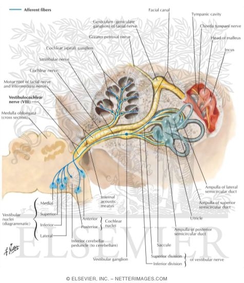 Vestibulocochlear Nerve (VIII)