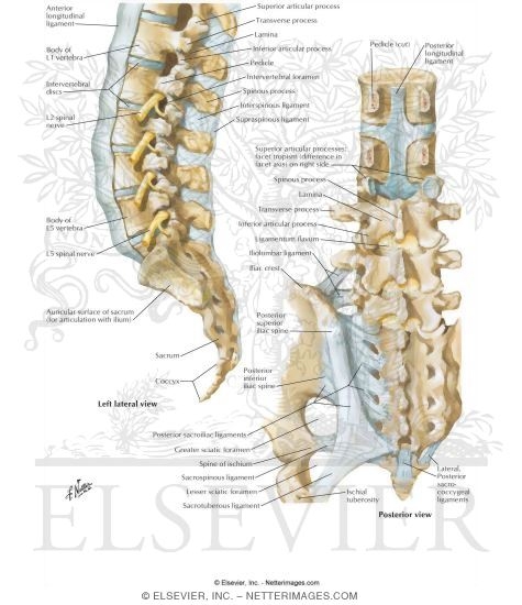 Vertebral Ligaments: Lumbosacral Region