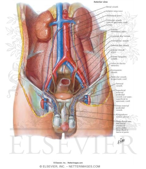 Blood Supply of Testes