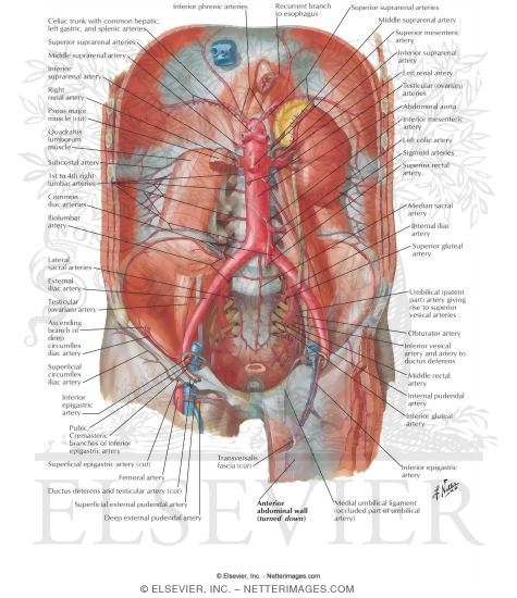 Arteries of Posterior Abdominal Wall
Blood Supply of the Abdomen