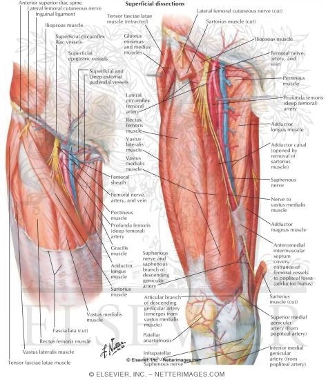 Arteries and Nerves of Thigh: Anterior Views
Superficial Dissections