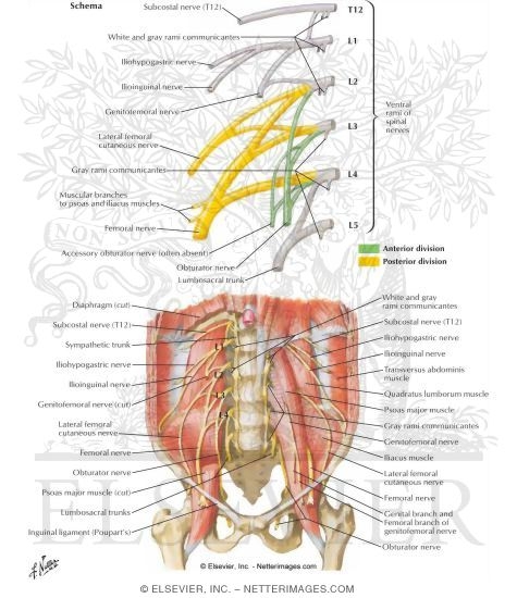 Lumbar Plexus
Nerves: Lumbar Plexus