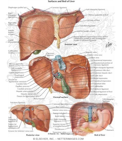 Surfaces and Bed of Liver