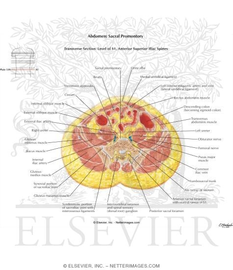 Abdomen: Sacral Promontory