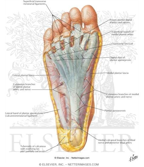Bones of the hotsell sole of the foot