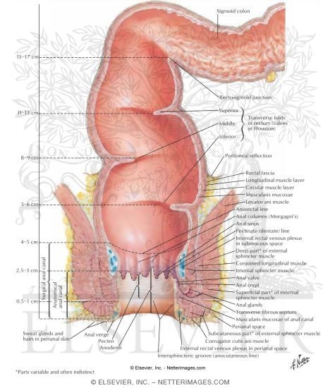 Rectum and Anal Canal
Structure of the Rectum and Anal Canal