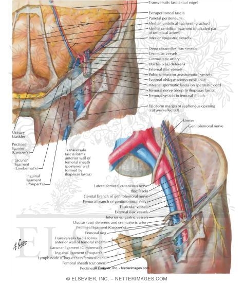 Femoral Sheath and Inguinal Canal
Inguinal Canal