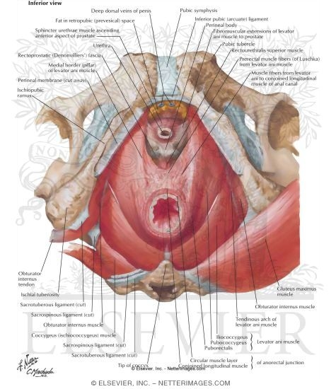 Anorectal Musculature
Pelvic Diaphragm: Male
The Levator Ani Muscle