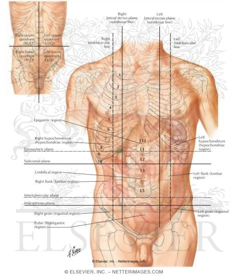 Regions and Planes of Abdomen
Regions of the Abdomen
