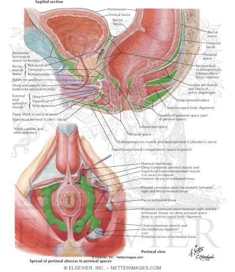 Watermarked preview of labeled image: Actual and Potential Perineopelvic Spaces
Pelvic Fascia and Perineopelvic Spaces
Perineopelvic Spaces
