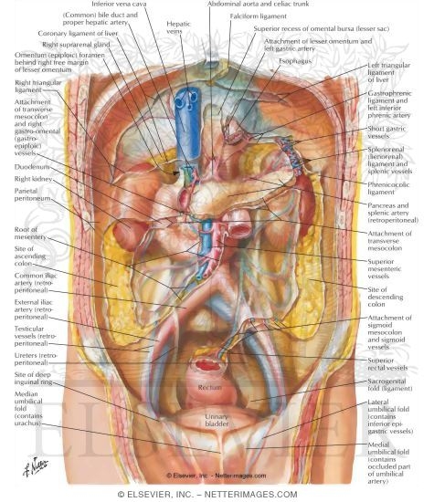 Peritoneum of Posterior Abdominal Wall