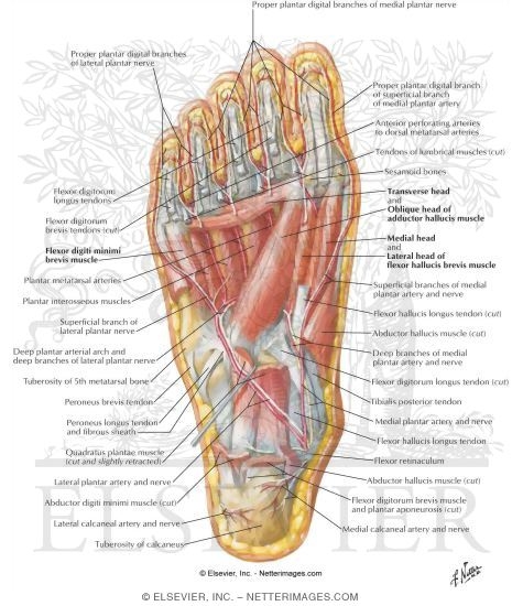 plantar foot anatomy nerves