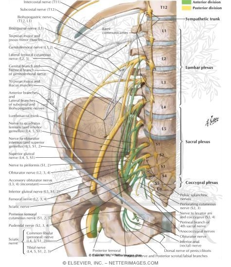 Division of the Lumbosacral Plexus