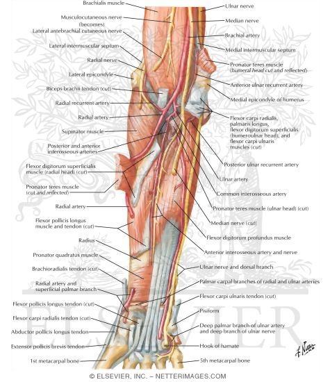 Watermarked preview of labeled image: Arteries, Nerves, and Muscles of Upper Limb (Anterior View)
Muscles of Forearm (Deep Layer): Anterior View