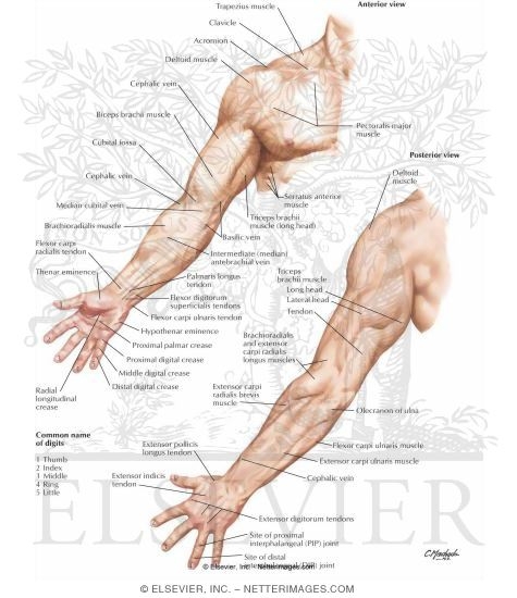 Topographic Anatomy of Forearm and Wrist