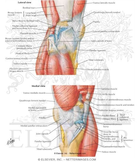 Knee Lateral And Medial Views