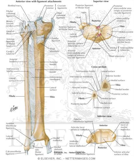 Tibia and Fibula
