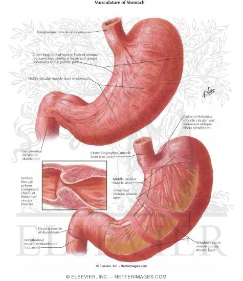 Watermarked preview of labeled image: Musculature of Stomach