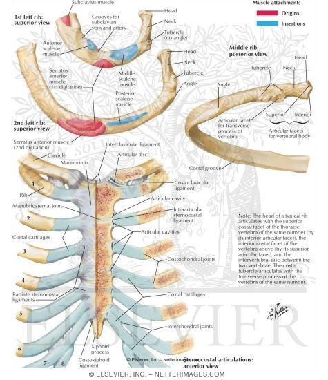 Ribs and Sternocostal Joints
Rib Characteristics and Costovertebral Articulations
Costovertebral Joints