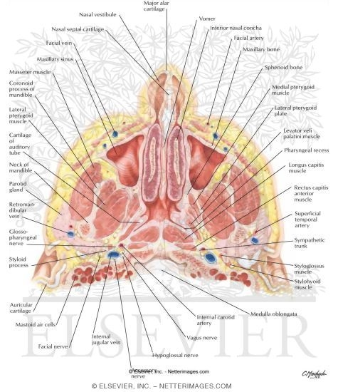 Nose and Paranasal Sinuses: Cross Section