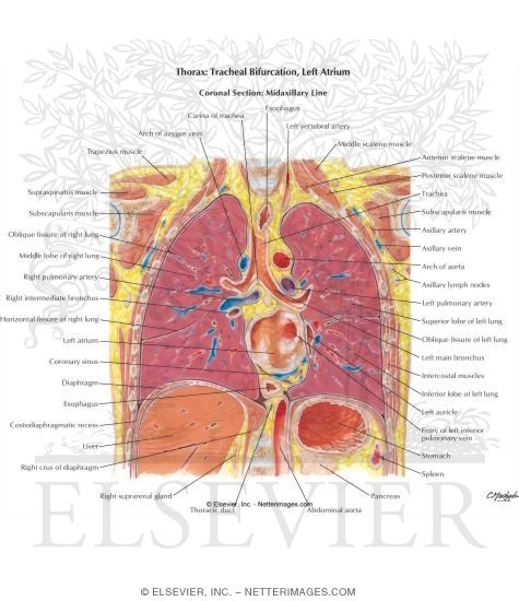 Thorax: Tracheal Bifurcation, Left Atrium