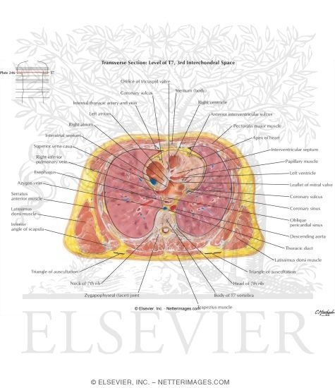 Thorax: Four Chambers of Heart