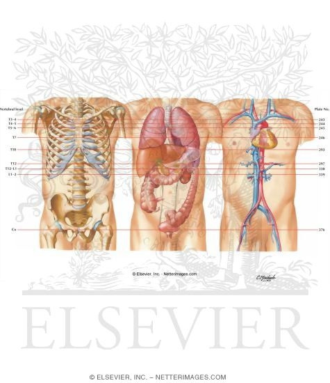 Watermarked preview of labeled image: Key Figure for Cross Sections
Muscles of Rotator Cuff