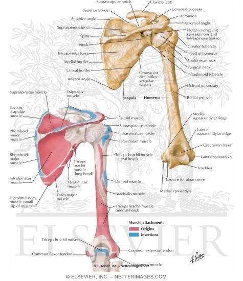 Humerus and Scapula: Posterior Views