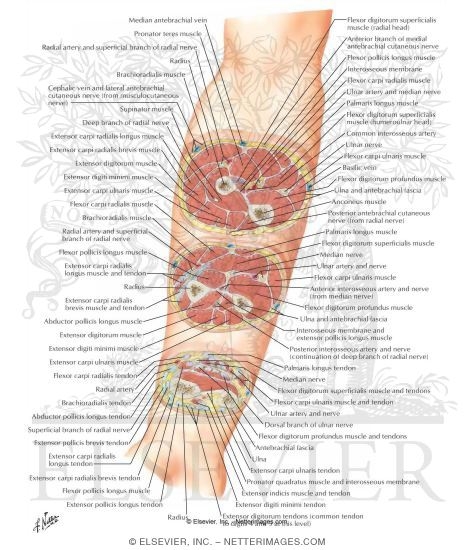 Cross-Sectional Anatomy of Right Forearm 