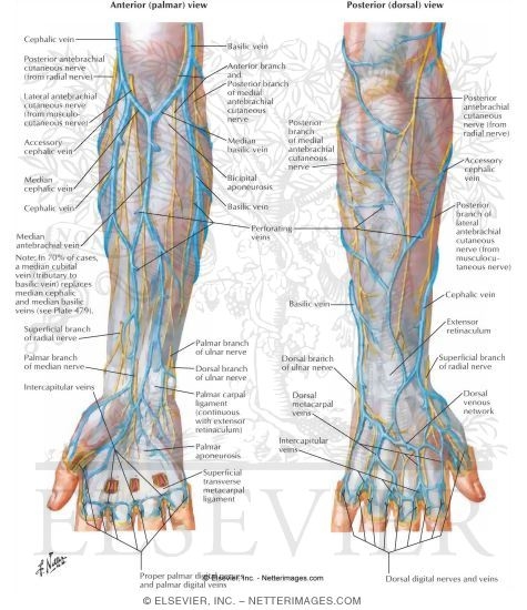 Cutaneous Nerves and Superficial Veins of Forearm