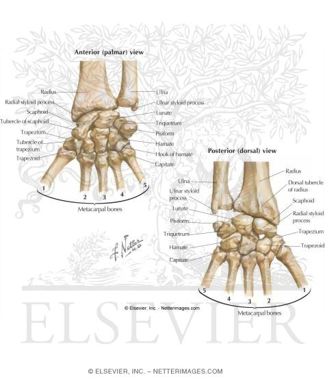 Carpal Bones
