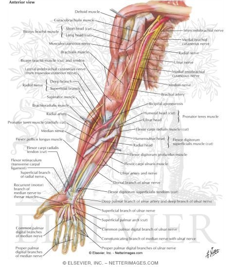 Blood Supply of Forearm