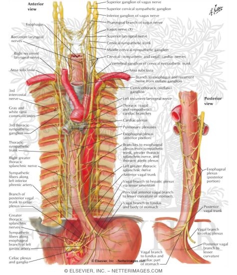 Watermarked preview of labeled image: Innervation of Esophagus