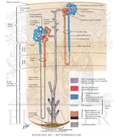 Anatomy of the Nephron
Nephron and Collecting Tubule: Schema
The Nephron