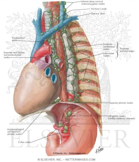 Lymph Vessels and Nodes of Esophagus
Lymphatic Drainage of Esophagus