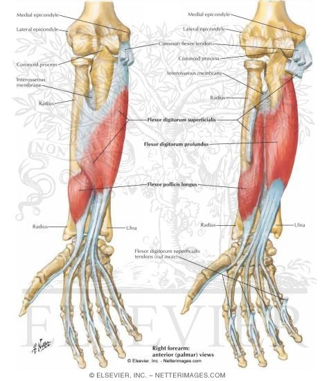Individual Muscles of Forearm: Flexors of Digits