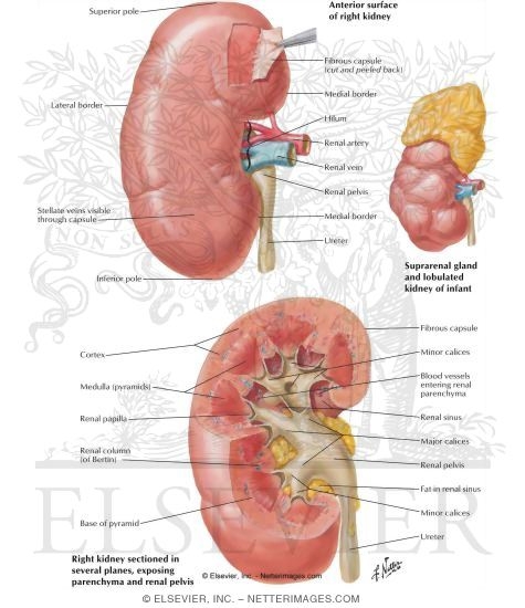 Gross Structure of Kidney