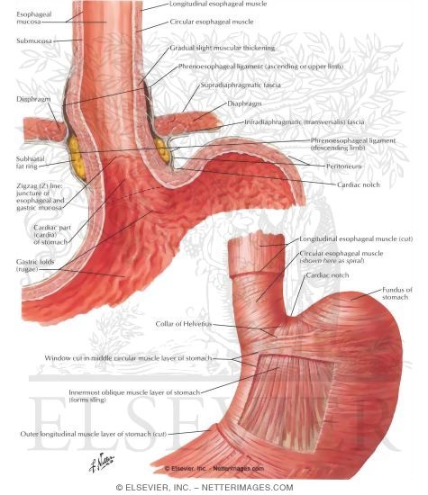 Esophagogastric Junction
Gastroesophageal Junction