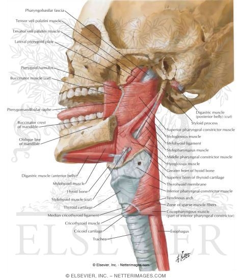 Lateral View of Pharyngeal Muscles
Muscles of Pharynx: Lateral View
Musculature of Pharynx
Muscles of Pharynx: Lateral View