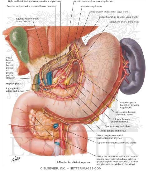 Innervation of Stomach and Duodenum
Nerves of Stomach and Duodenum
The Stomach and Duodenum