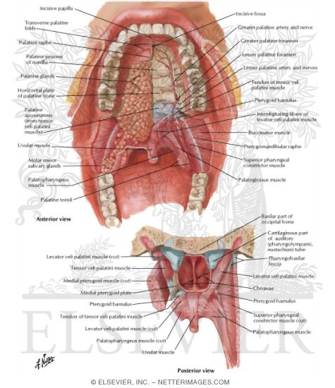 Roof of Mouth