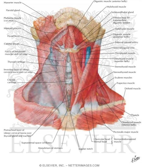 Watermarked preview of labeled image: Muscles of Neck: Anterior View