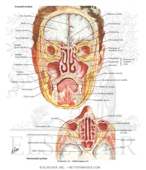 Paranasal Sinuses
Nasal Allergy