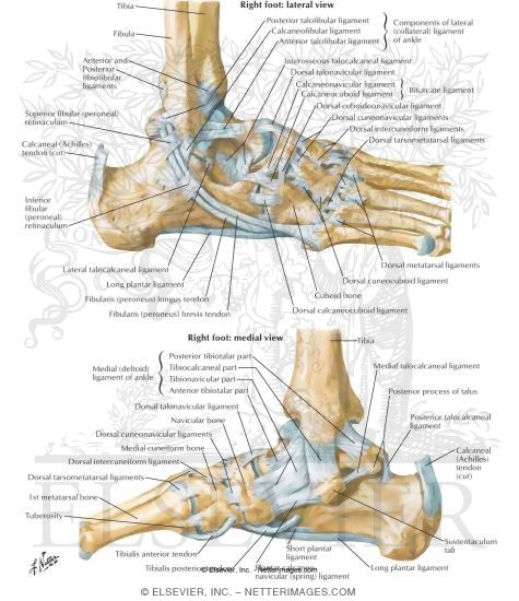 Ligaments of the Ankle Joint
Ligaments and Tendons of Ankle