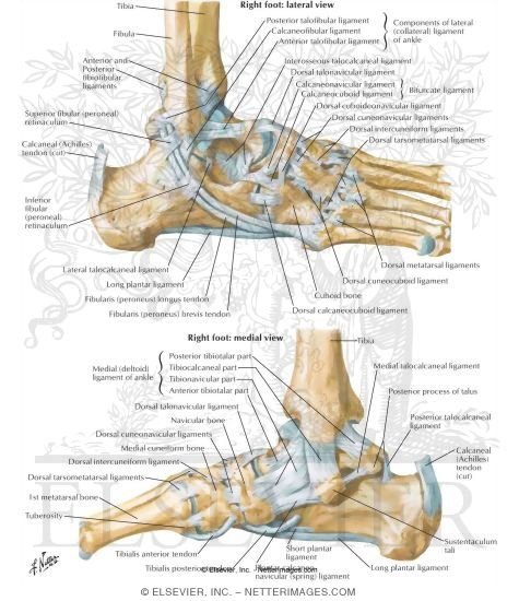 Ligaments of the Ankle Joint Ligaments and Tendons of Ankle