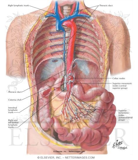 Lymph Drainage of Small Intestine
Lymph Vessels and Nodes of Small Intestine