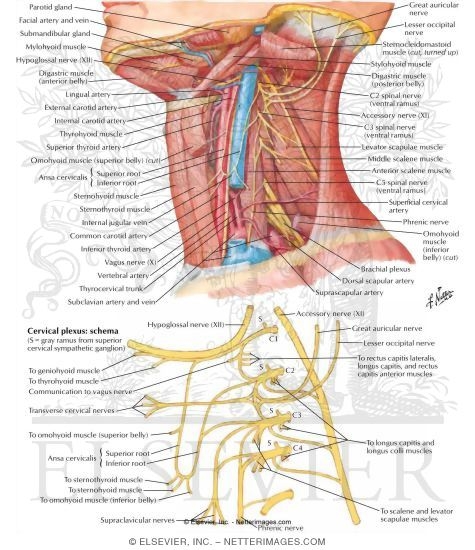 Cervical Plexus In Situ
Nerves of the Upper Extremity: Cervical Plexus
